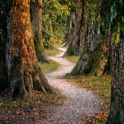 6-Week Mindfulness Based Wellbeing and Mental Health Course for Schools or Organisations